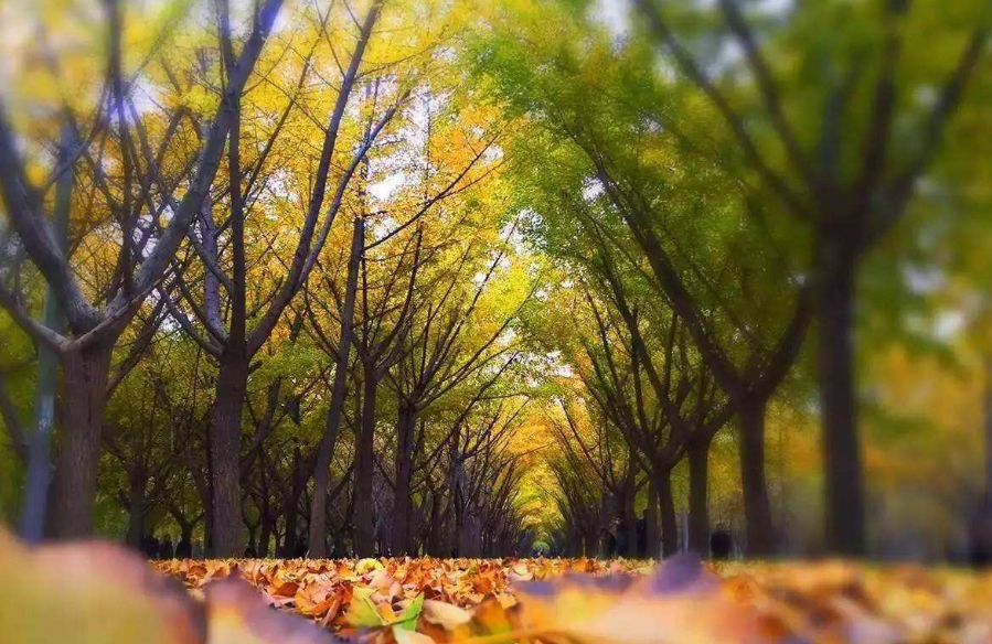 2019“乐雅池”杯淮海经济区体育舞蹈全国邀请赛通知┃五大亮点(图57)